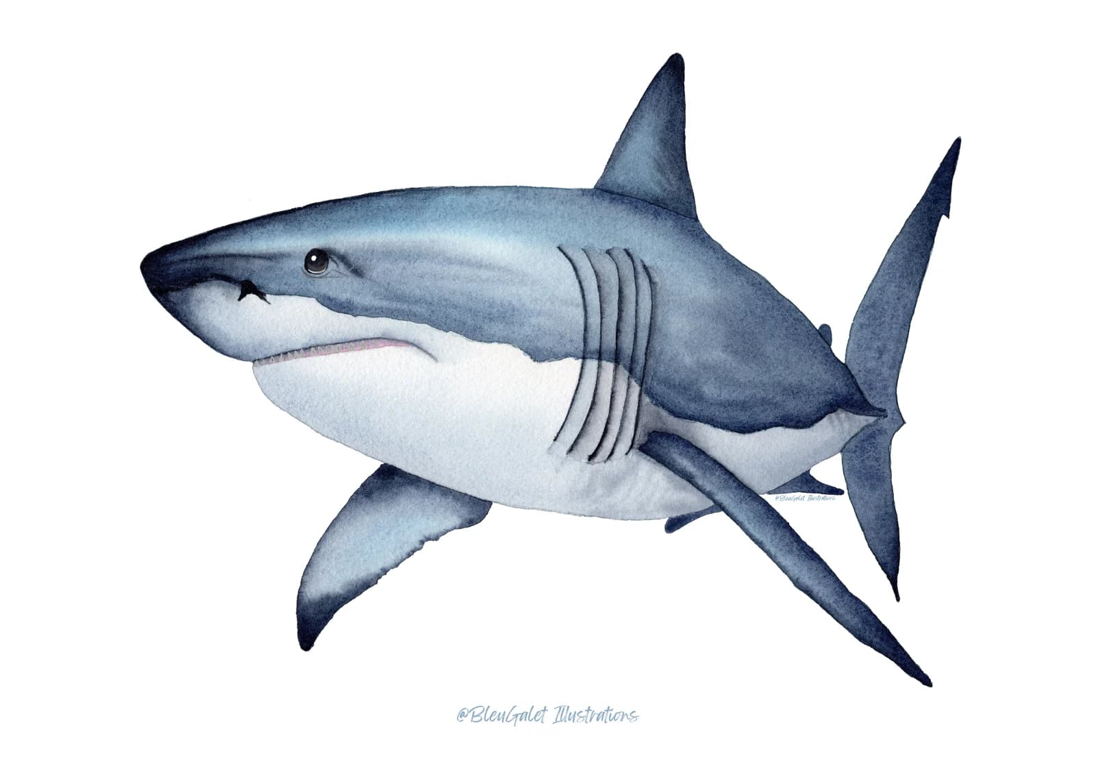 Grand requin blanc