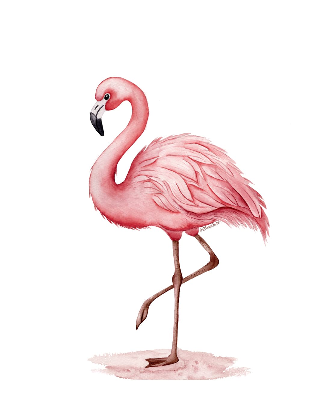 Flamand rose